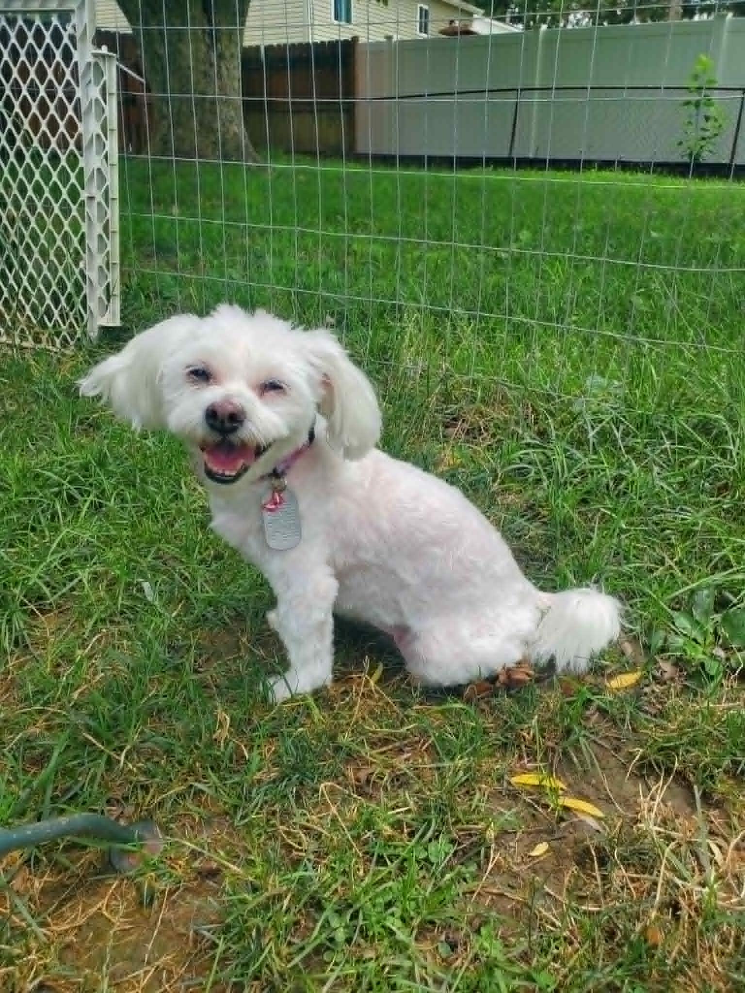 Maylee, an adoptable mixed breed in Dayton, OH image 2/6