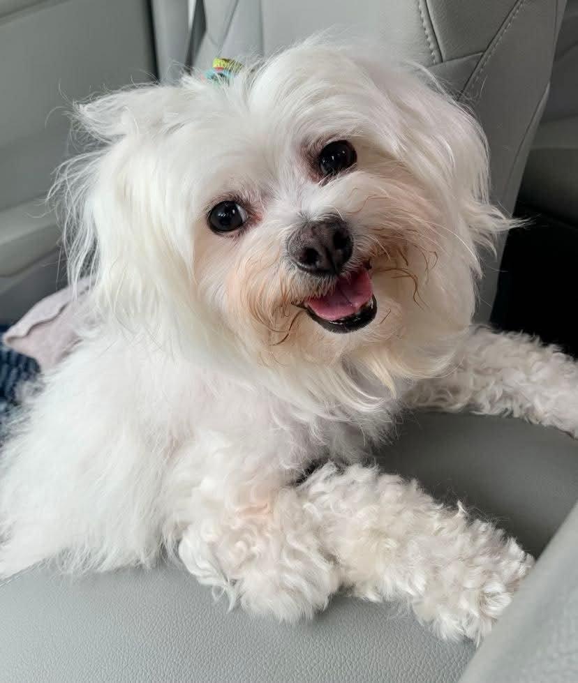 Maylee, an adopted mixed breed in Dayton, OH image 1/6