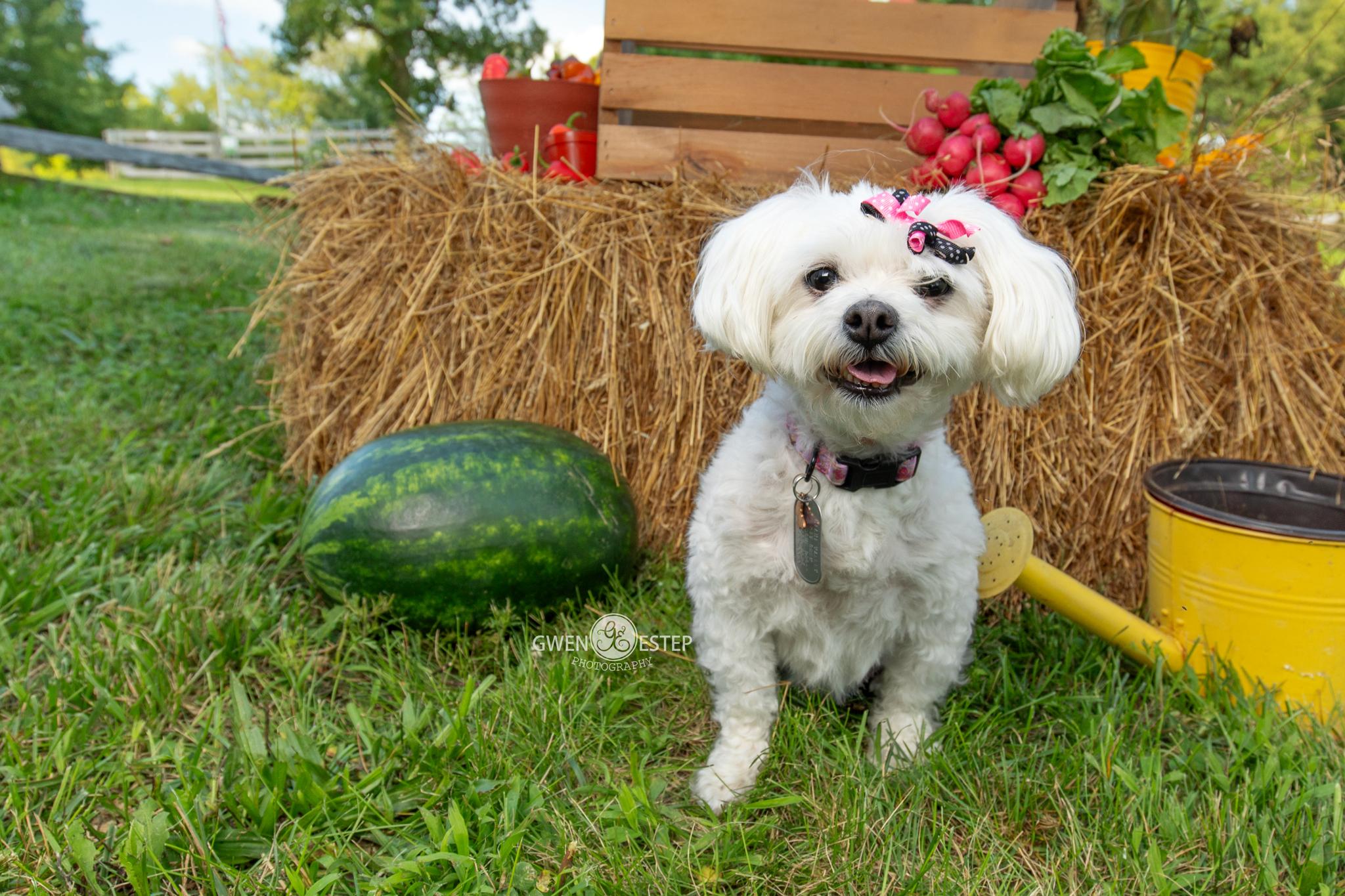 Maylee, an adoptable mixed breed in Dayton, OH image 3/6
