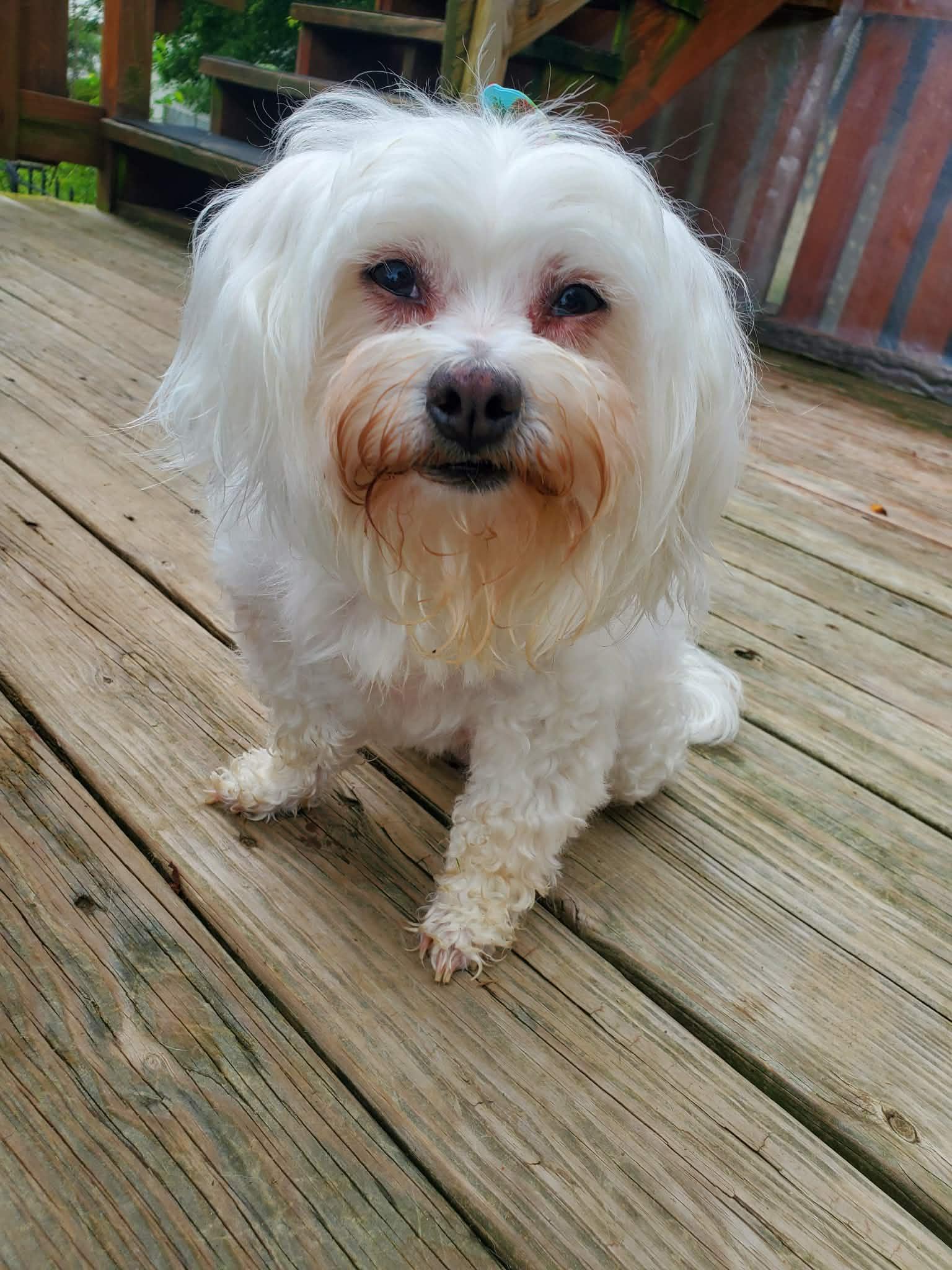 Maylee, an adopted mixed breed in Dayton, OH image 4/6