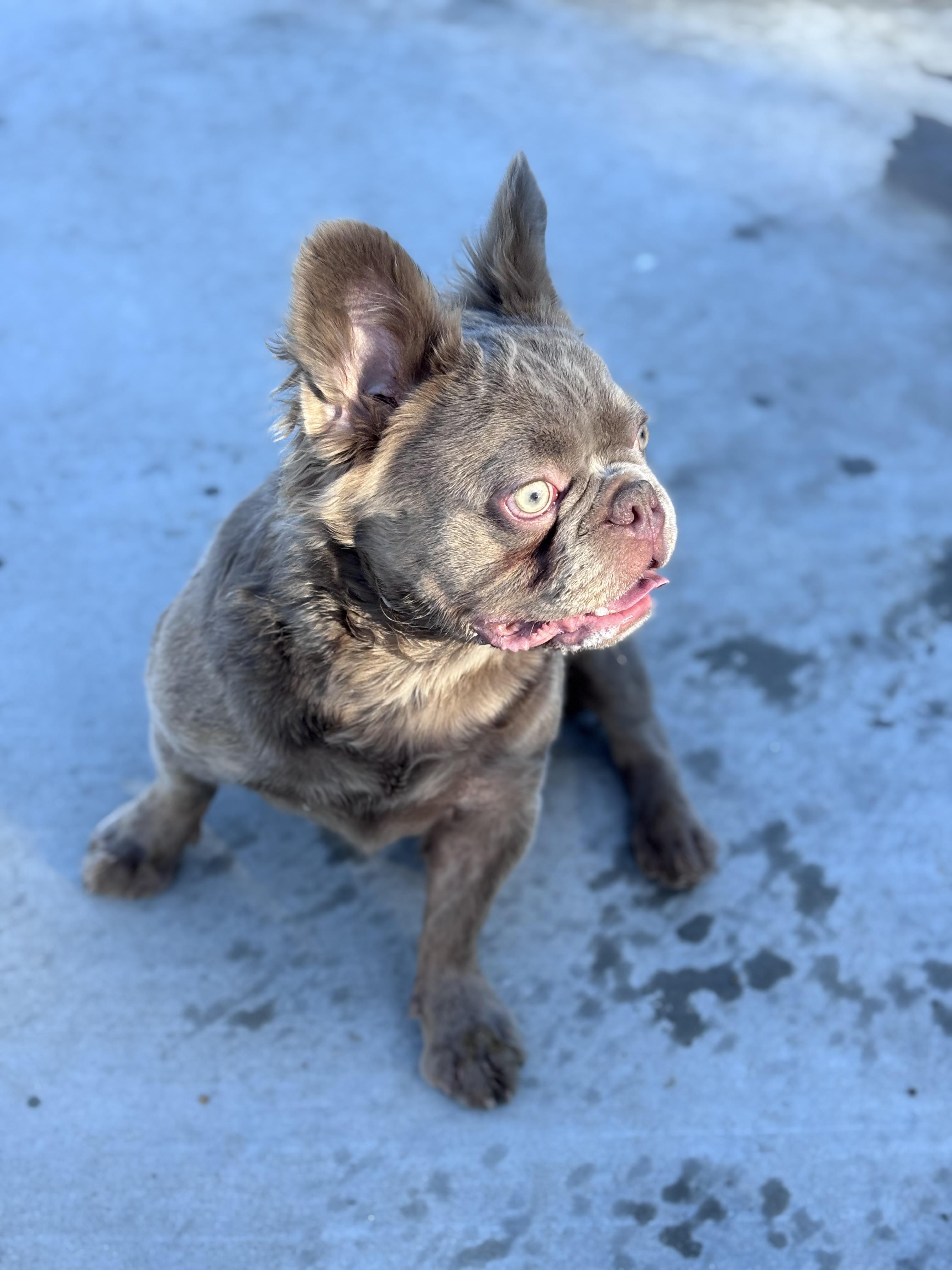 Jonah, ADOPTABLE, Young Male French Bulldog.