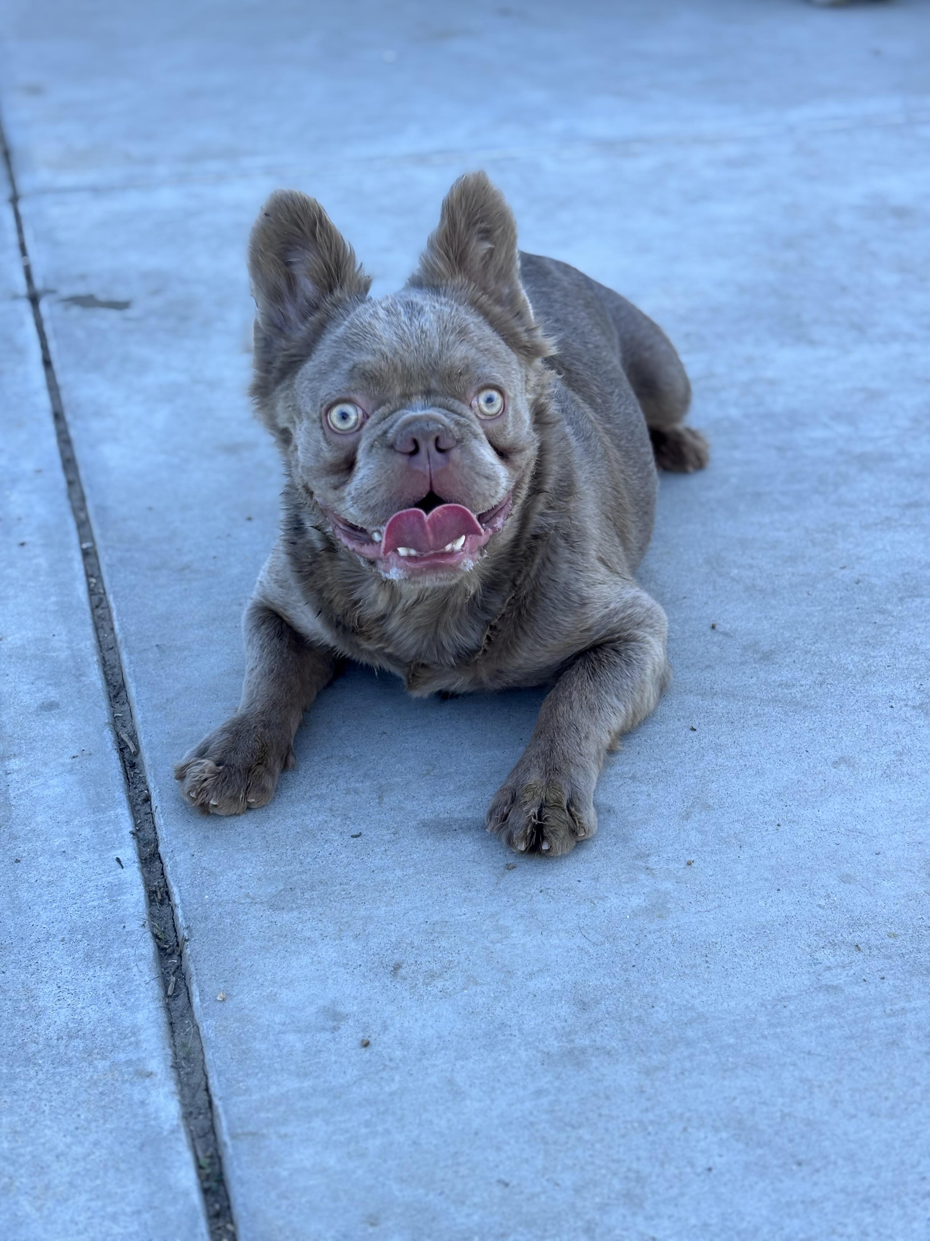 Enlarge Jonah, a ADOPTABLE French Bulldog in Corona, CA image 2/2