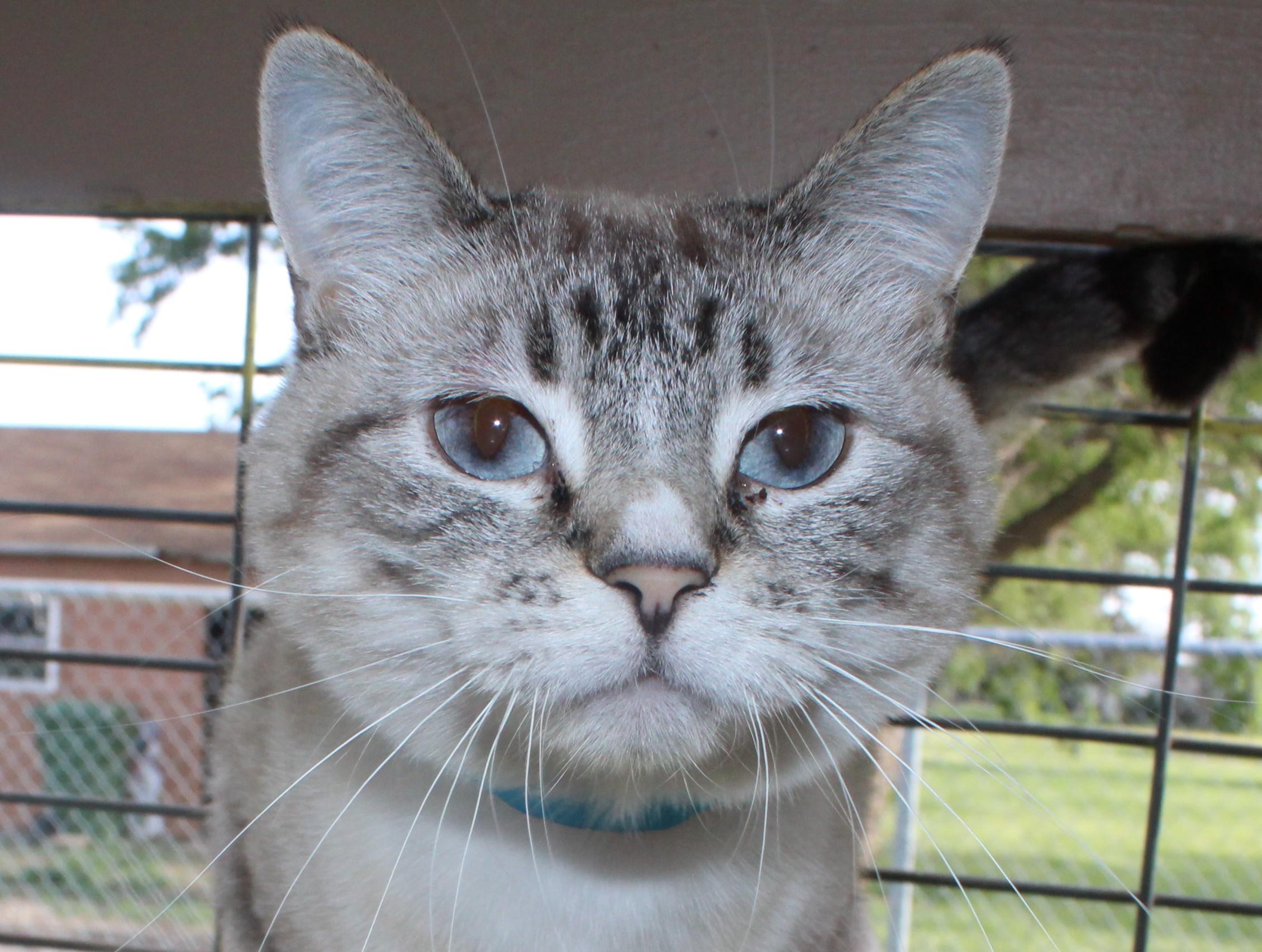 Dewey, Adoptable, Adult Female Siamese.