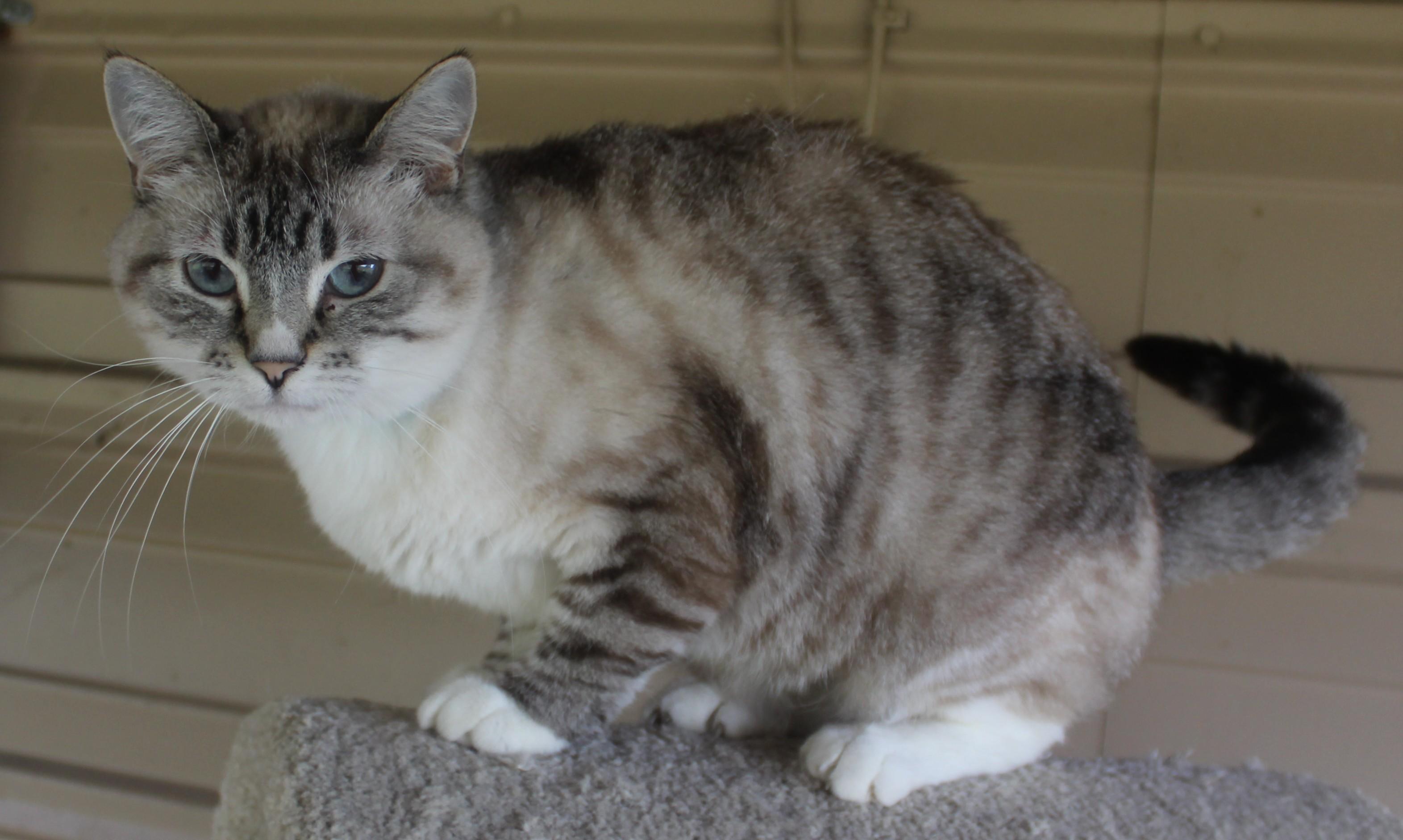 Enlarge Dewey, a Adoptable mixed breed in Huron, SD image 3/3