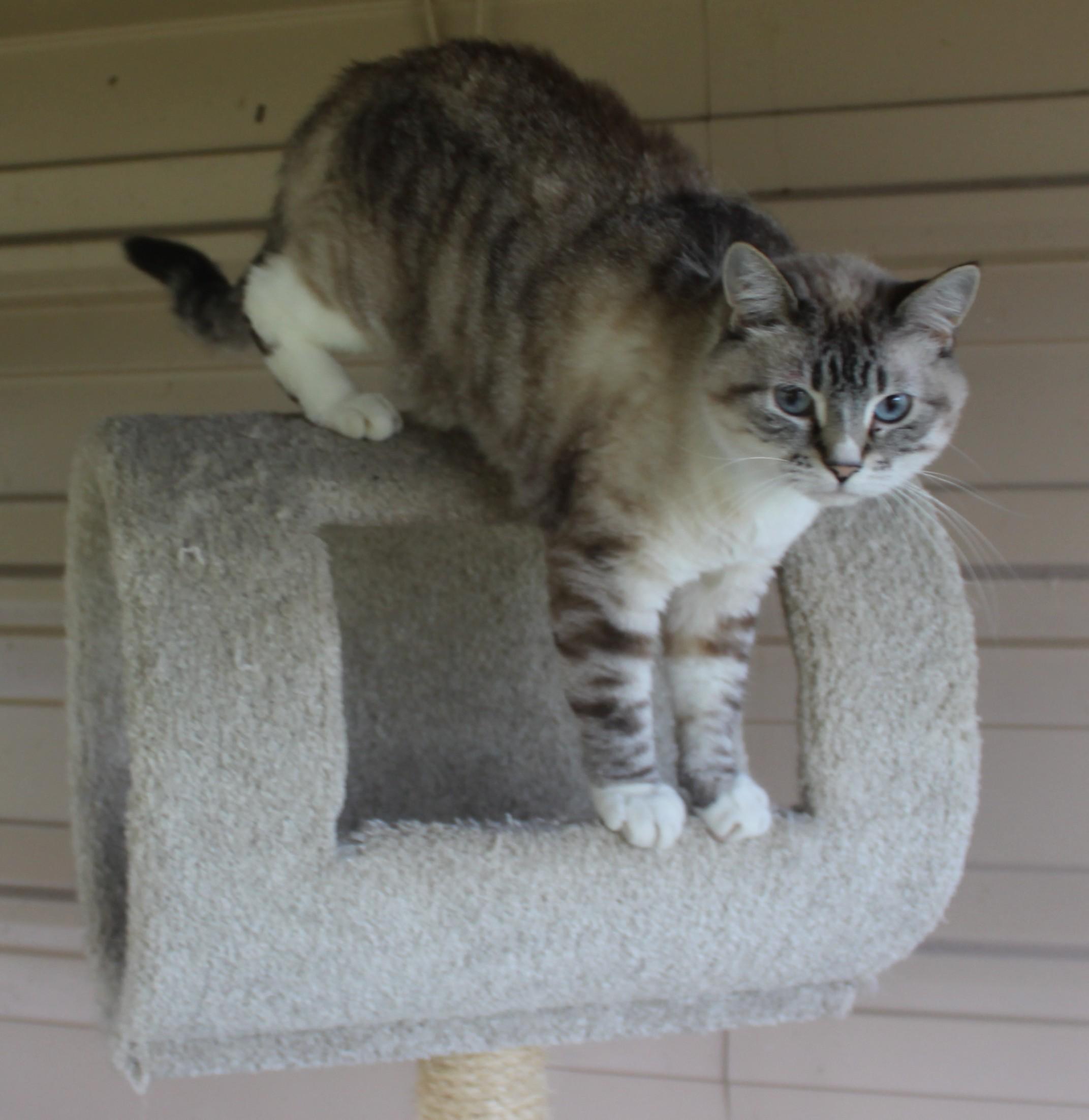 Enlarge Dewey, a Adoptable mixed breed in Huron, SD image 2/3