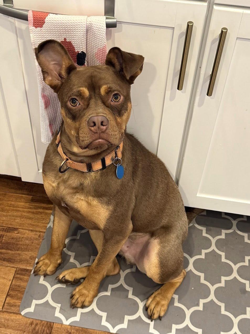 Twix, Adoptable, Adult Male American Staffordshire Terrier & Boston Terrier.