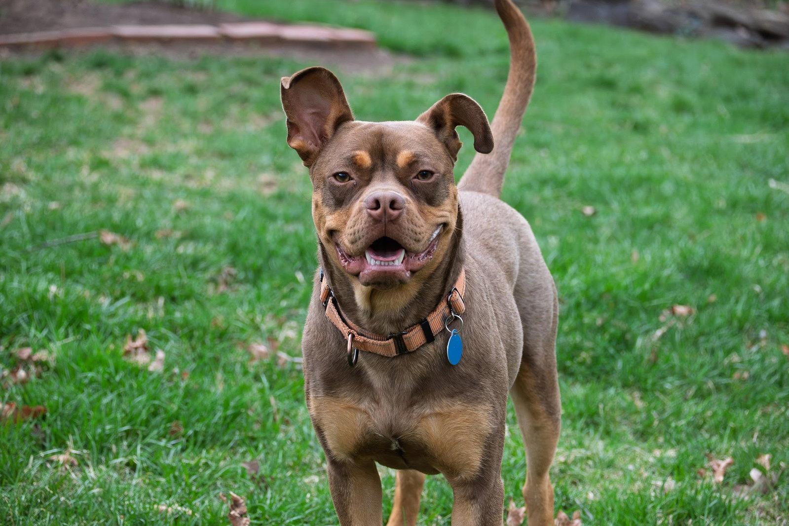 Enlarge Twix, a Adoptable mixed breed in Arlington, VA image 2/3