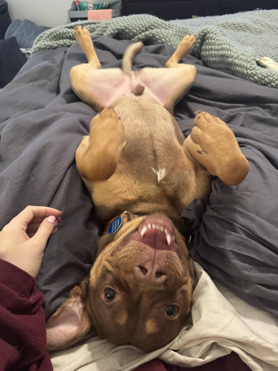 Enlarge Twix, a Adoptable mixed breed in Arlington, VA image 3/3