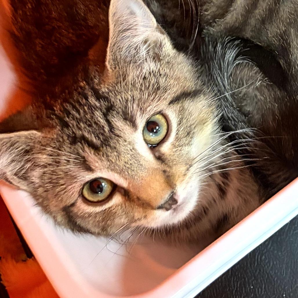 Hickory, Adoptable, Kitten Female Domestic Short Hair.