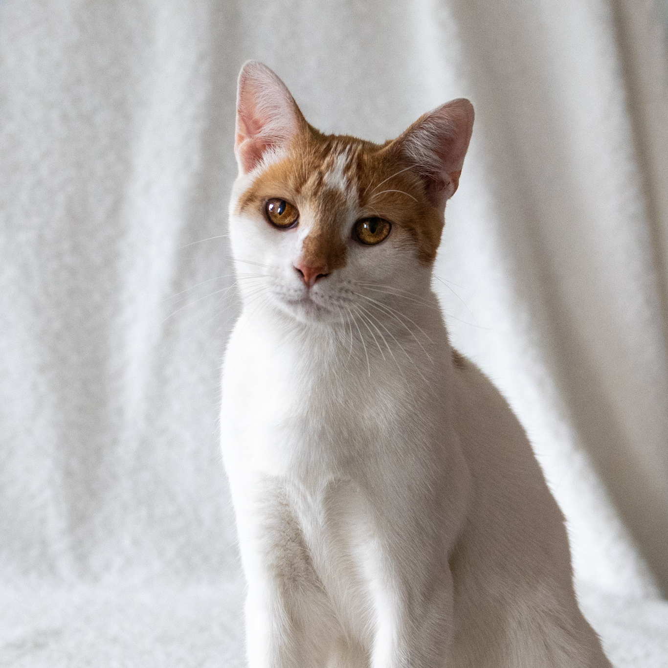 Winter, a Adoptable Domestic Short Hair in Manchester, MI image 1/4