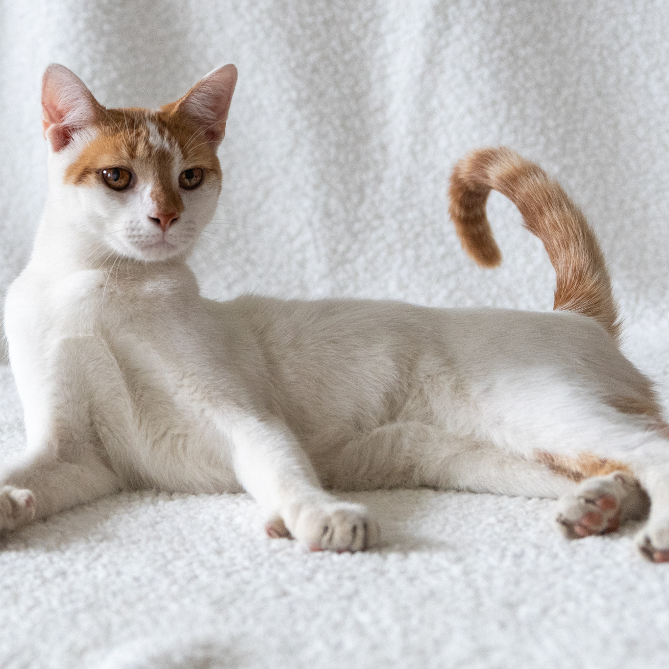 Winter, a Adoptable Domestic Short Hair in Manchester, MI image 2/4