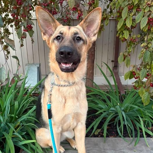 Josie, Adoptable, Adult Female German Shepherd Dog.