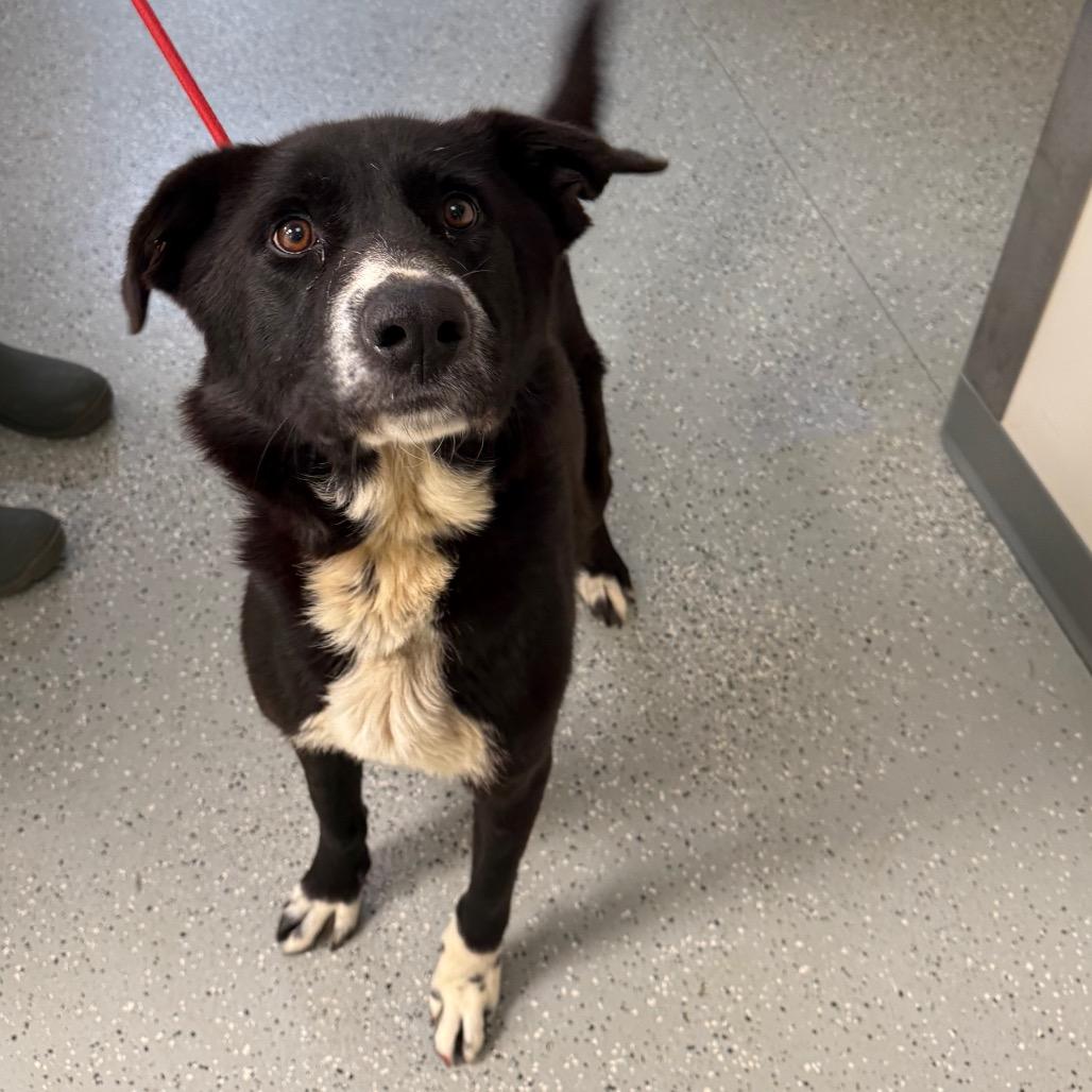 Enlarge Firework, a Adoptable mixed breed in Galax, VA image 1/2