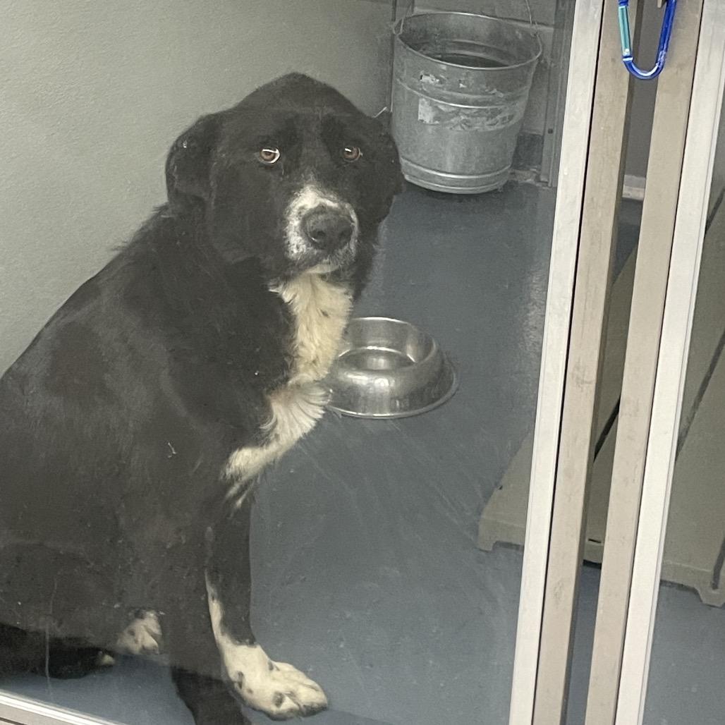 Enlarge Firework, a Adoptable mixed breed in Galax, VA image 2/2