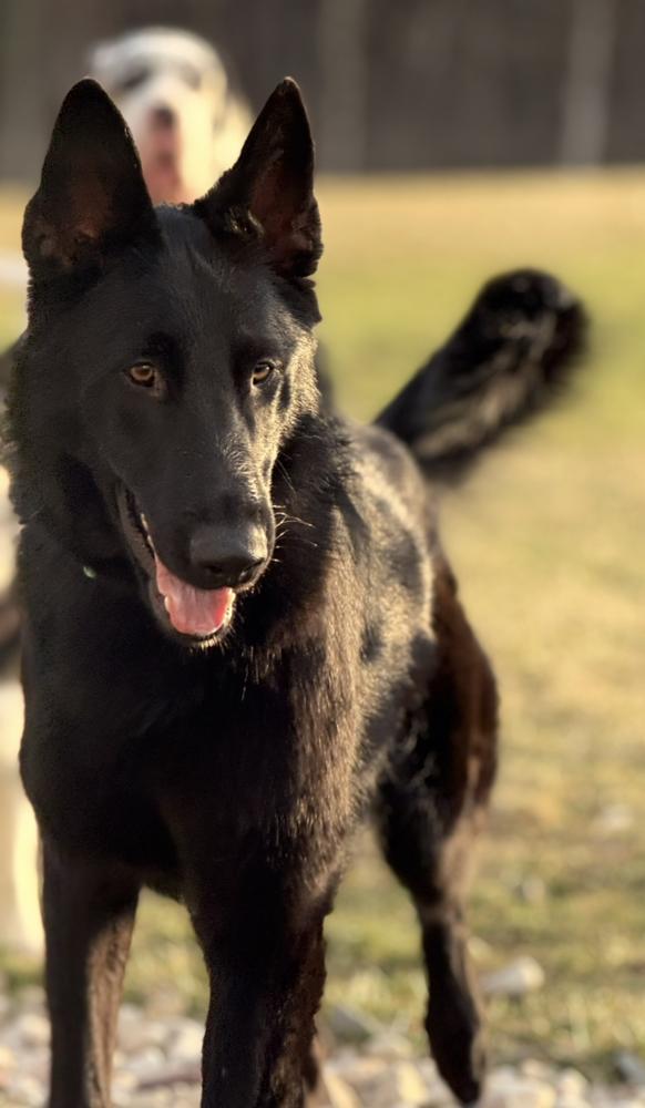 0879 Whisper, Adoptable, Puppy Male German Shepherd Dog.