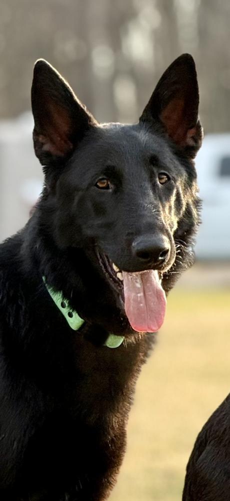 Enlarge 0879 Whisper, a Adoptable German Shepherd Dog in Waukesha, WI image 2/6