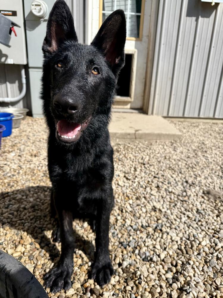 Enlarge 0879 Whisper, a Adoptable German Shepherd Dog in Waukesha, WI image 3/6