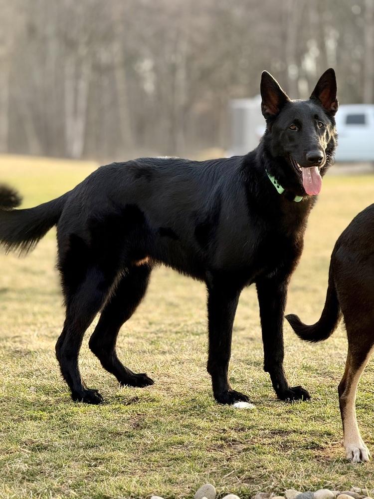 Enlarge 0879 Whisper, a Adoptable German Shepherd Dog in Waukesha, WI image 4/6