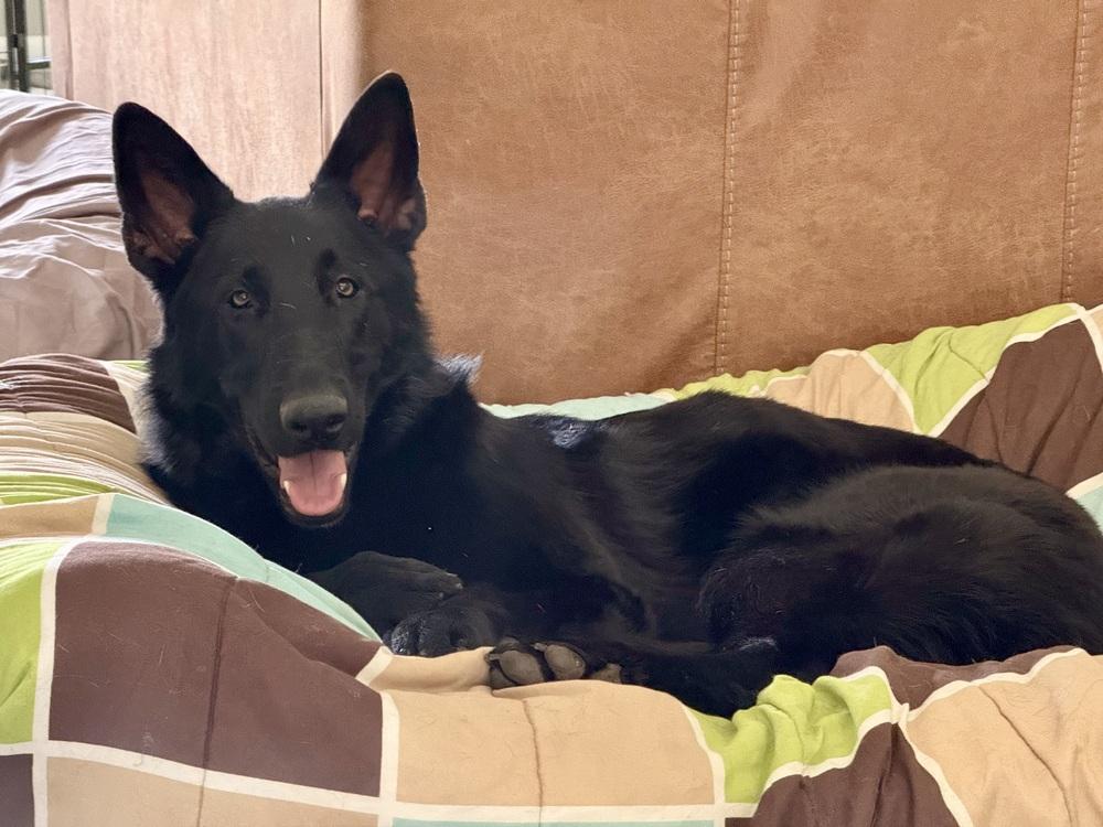 Enlarge 0879 Whisper, a Adoptable German Shepherd Dog in Waukesha, WI image 5/6