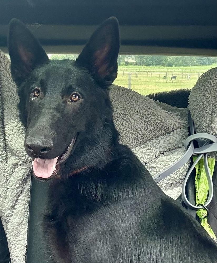 Enlarge 0879 Whisper, a Adoptable German Shepherd Dog in Waukesha, WI image 6/6