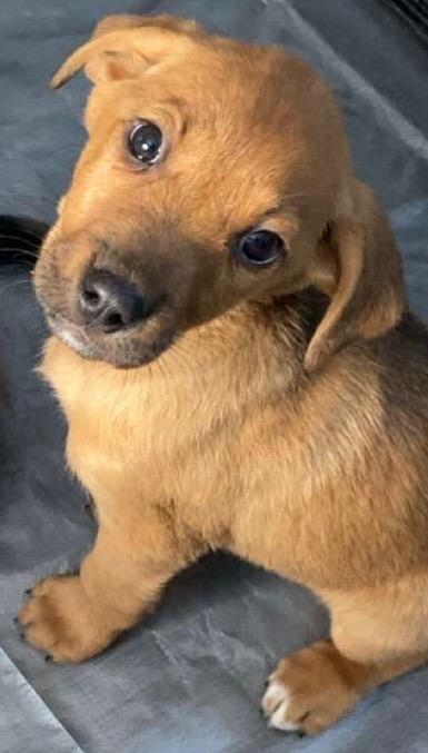 Red, ADOPTABLE, Puppy Male Hound.