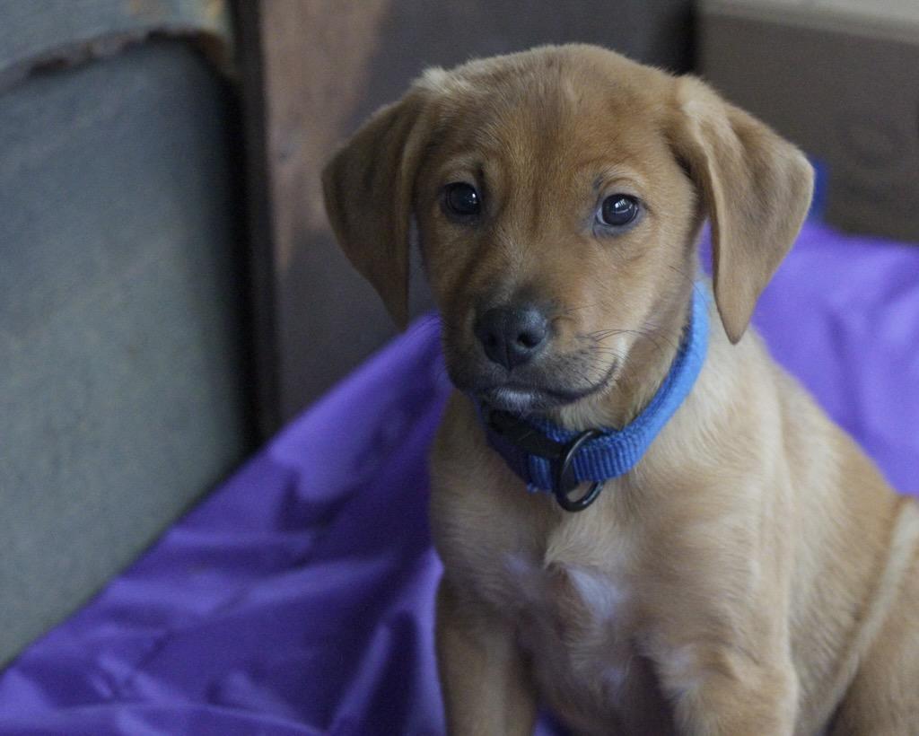 Enlarge Red, a ADOPTABLE mixed breed in Polson, MT image 2/3