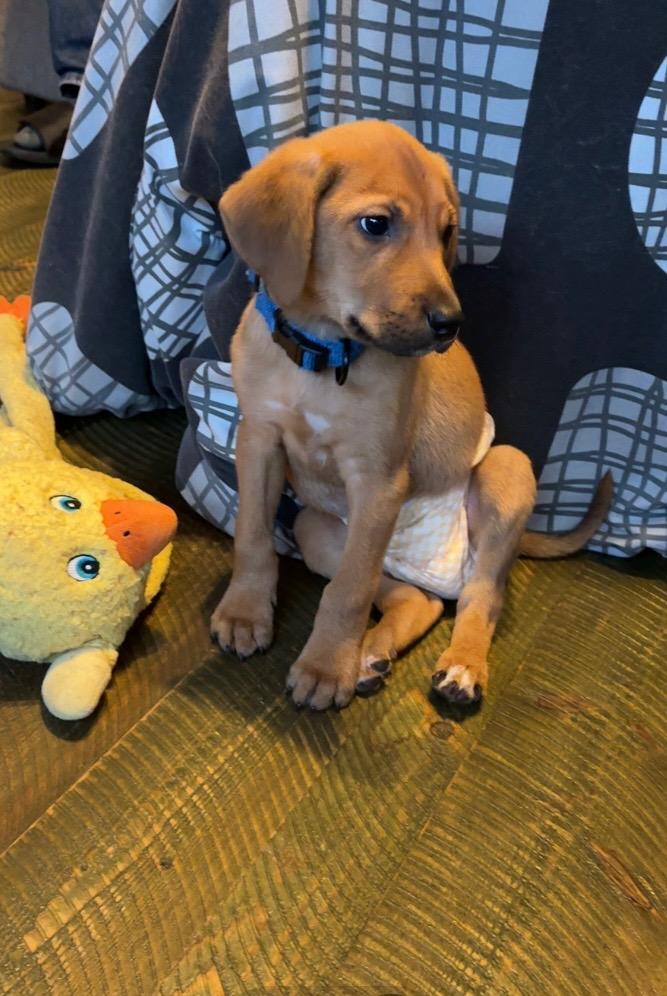 Enlarge Red, a ADOPTABLE mixed breed in Polson, MT image 3/3