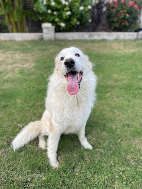 Enlarge Daphne, a ADOPTABLE Great Pyrenees in Spring, TX image 2/6