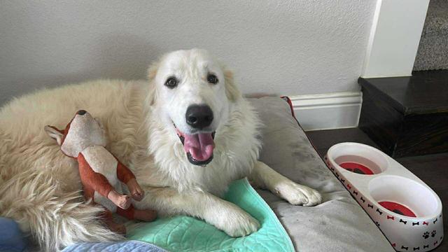 Enlarge Daphne, a ADOPTABLE Great Pyrenees in Spring, TX image 3/6