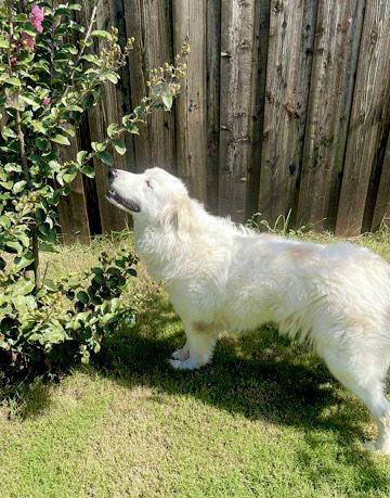 Enlarge Daphne, a ADOPTABLE Great Pyrenees in Spring, TX image 4/6