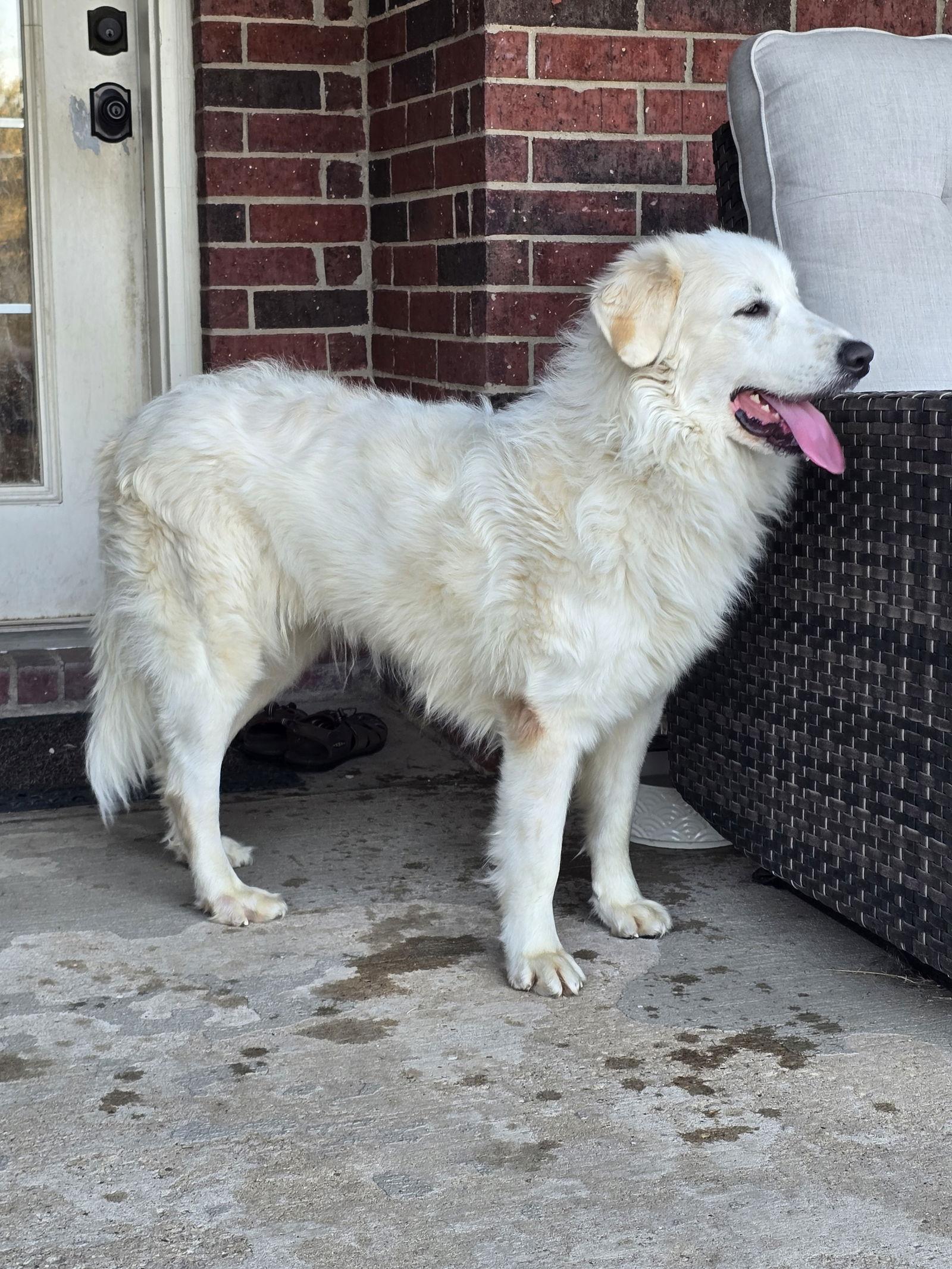 Enlarge Daphne, a ADOPTABLE Great Pyrenees in Spring, TX image 2/6
