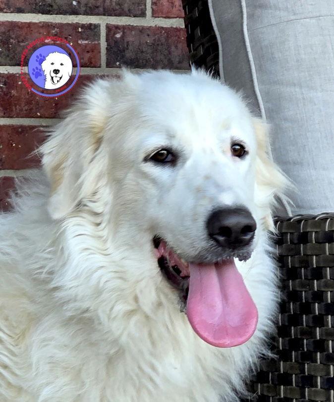 Daphne, ADOPTABLE, Young Female Great Pyrenees.