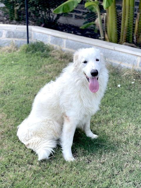 Enlarge Daphne, a ADOPTABLE Great Pyrenees in Spring, TX image 5/6
