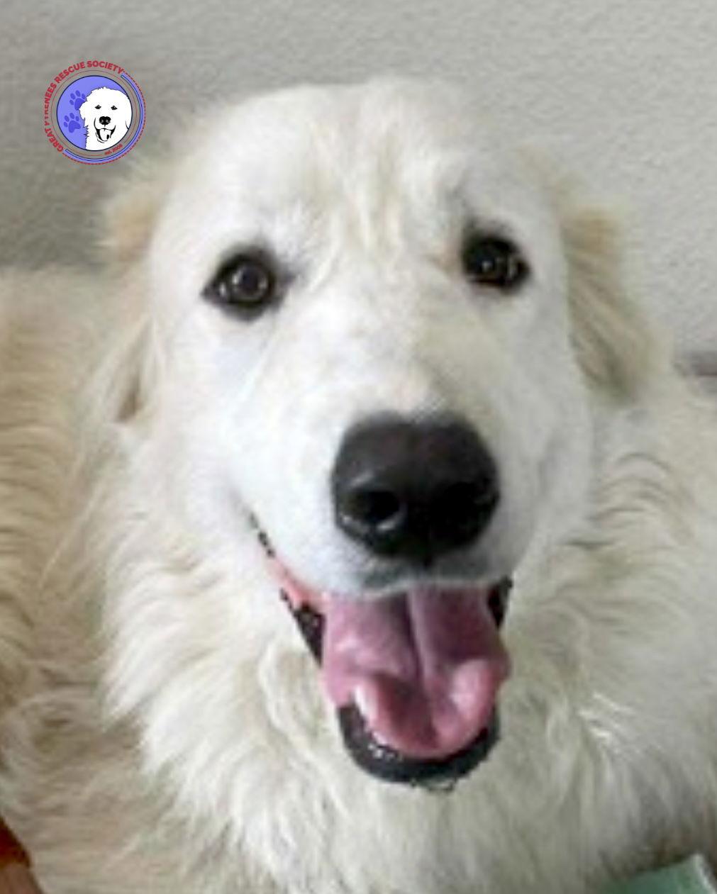 Daphne, ADOPTABLE, Young Female Great Pyrenees.
