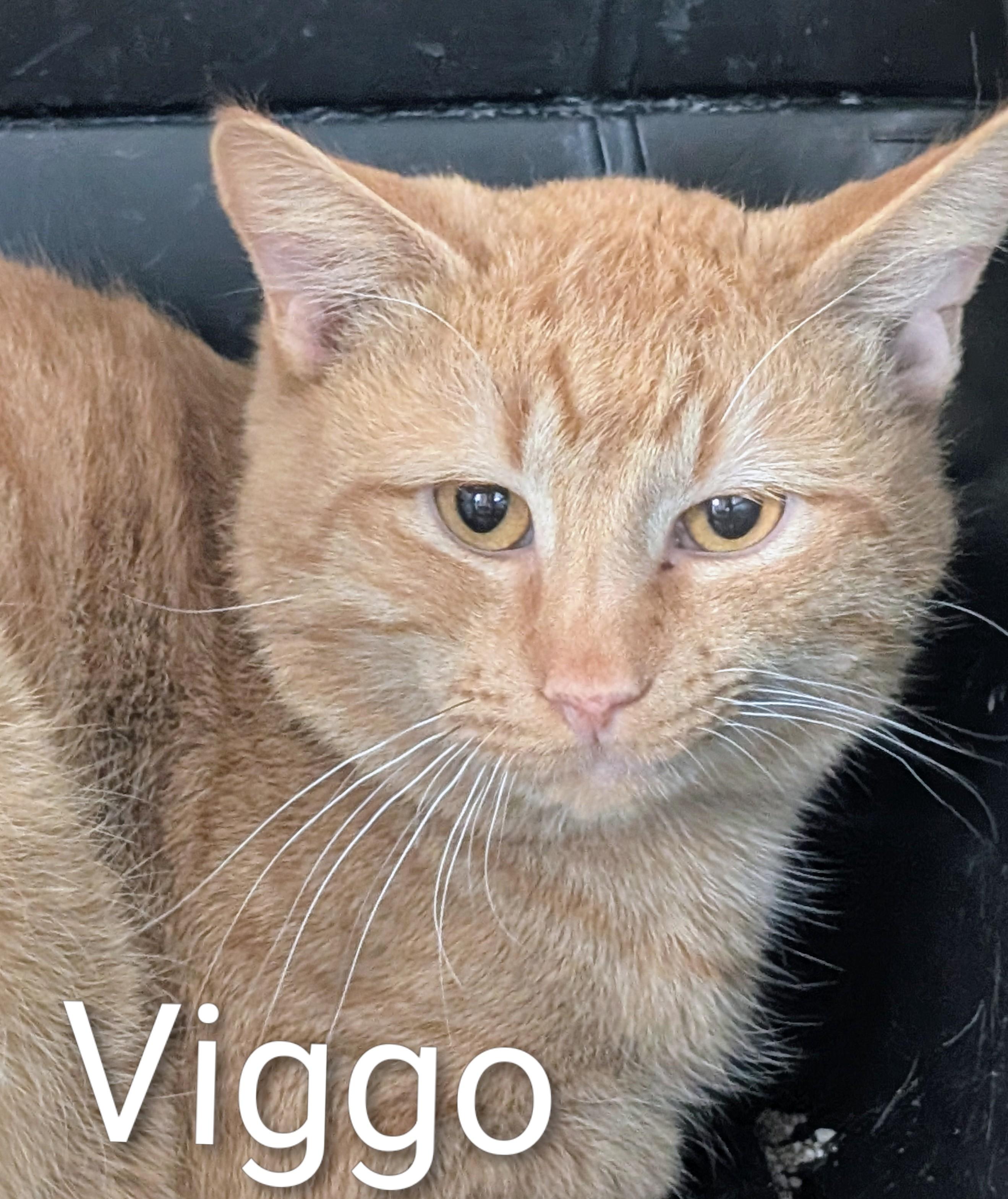 Viggo, ADOPTABLE, Adult Male Domestic Short Hair.