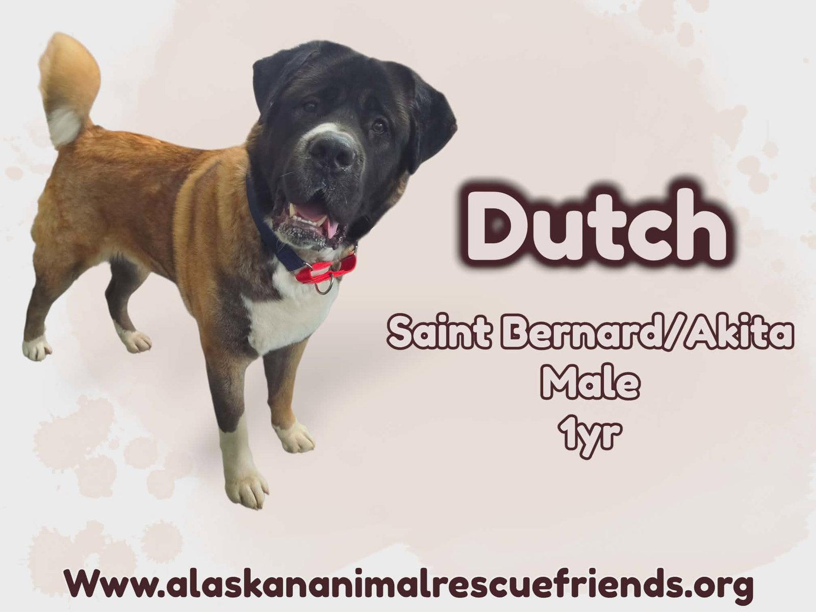 Dutch, Adoptable, Young Male Saint Bernard & Akita.