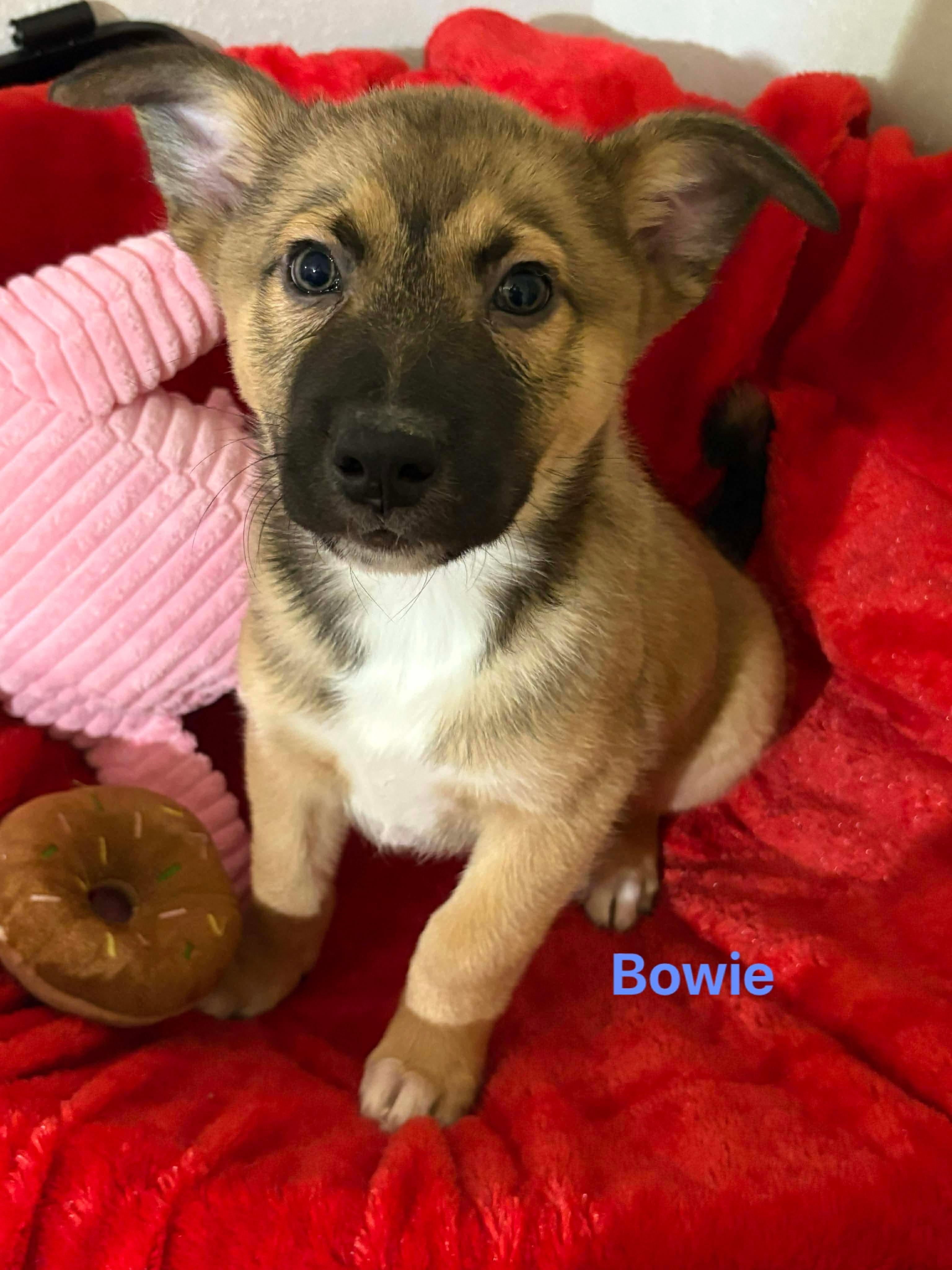 Enlarge Bowie, an adopted mixed breed in East Haddam, CT image 1/1