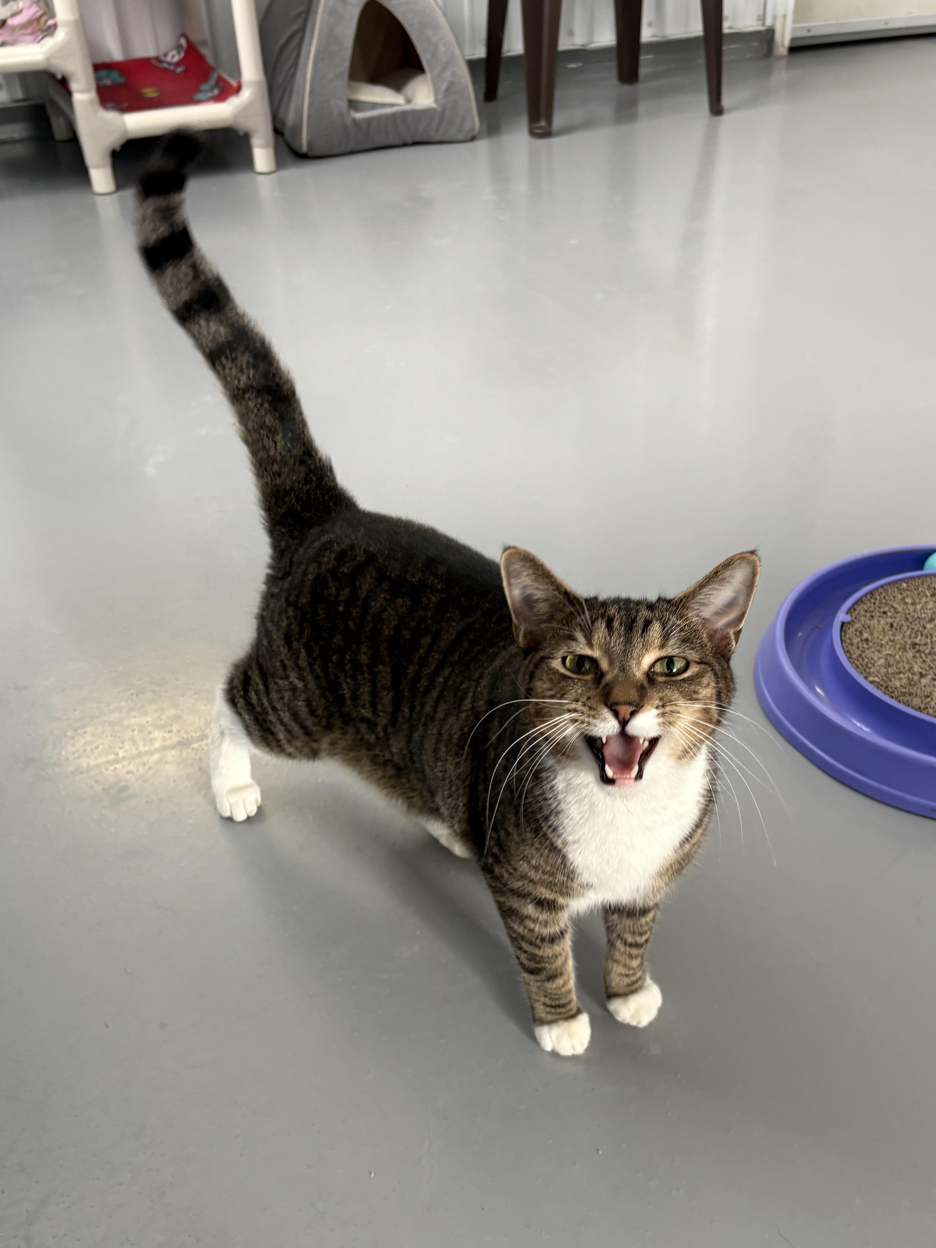 Jack, ADOPTABLE, Adult Male American Shorthair.