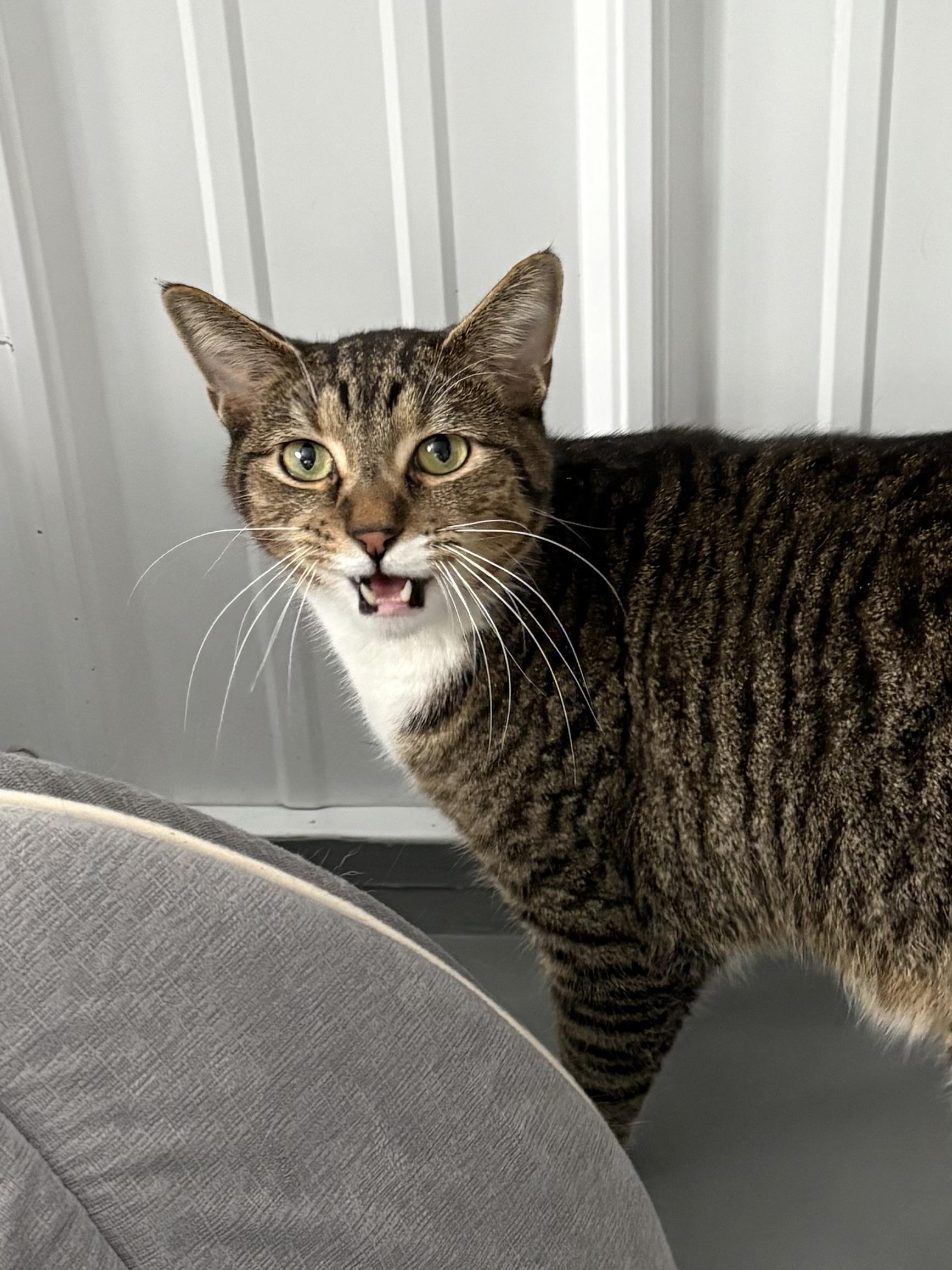 Enlarge Jack, a ADOPTABLE American Shorthair in Big Rapids, MI image 2/3