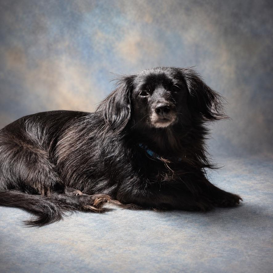 Roxy, a ADOPTABLE mixed breed in Long Beach, WA image 1/5