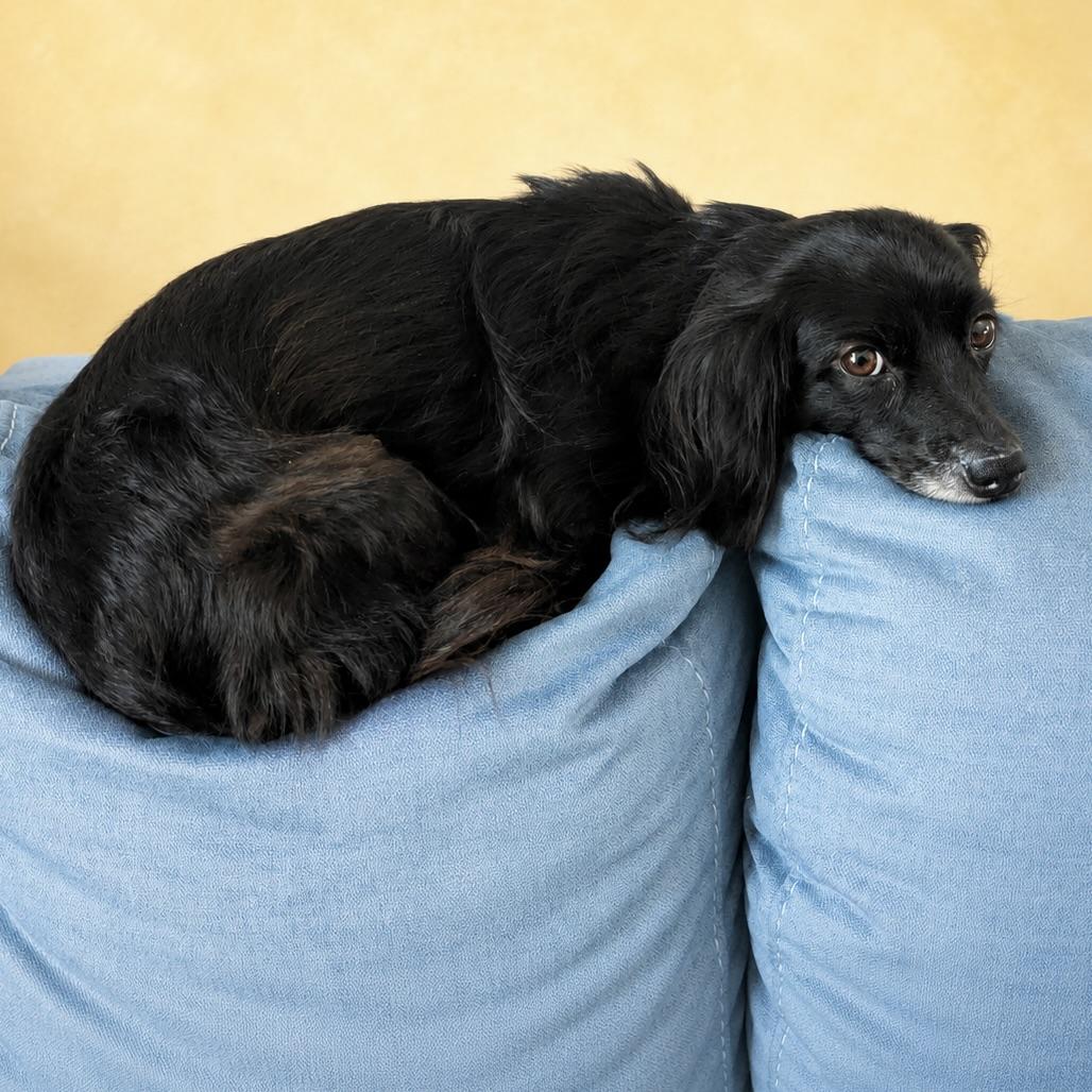Roxy, a ADOPTABLE mixed breed in Long Beach, WA image 3/5