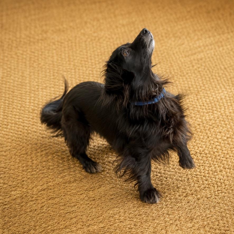 Roxy, a ADOPTABLE mixed breed in Long Beach, WA image 4/5