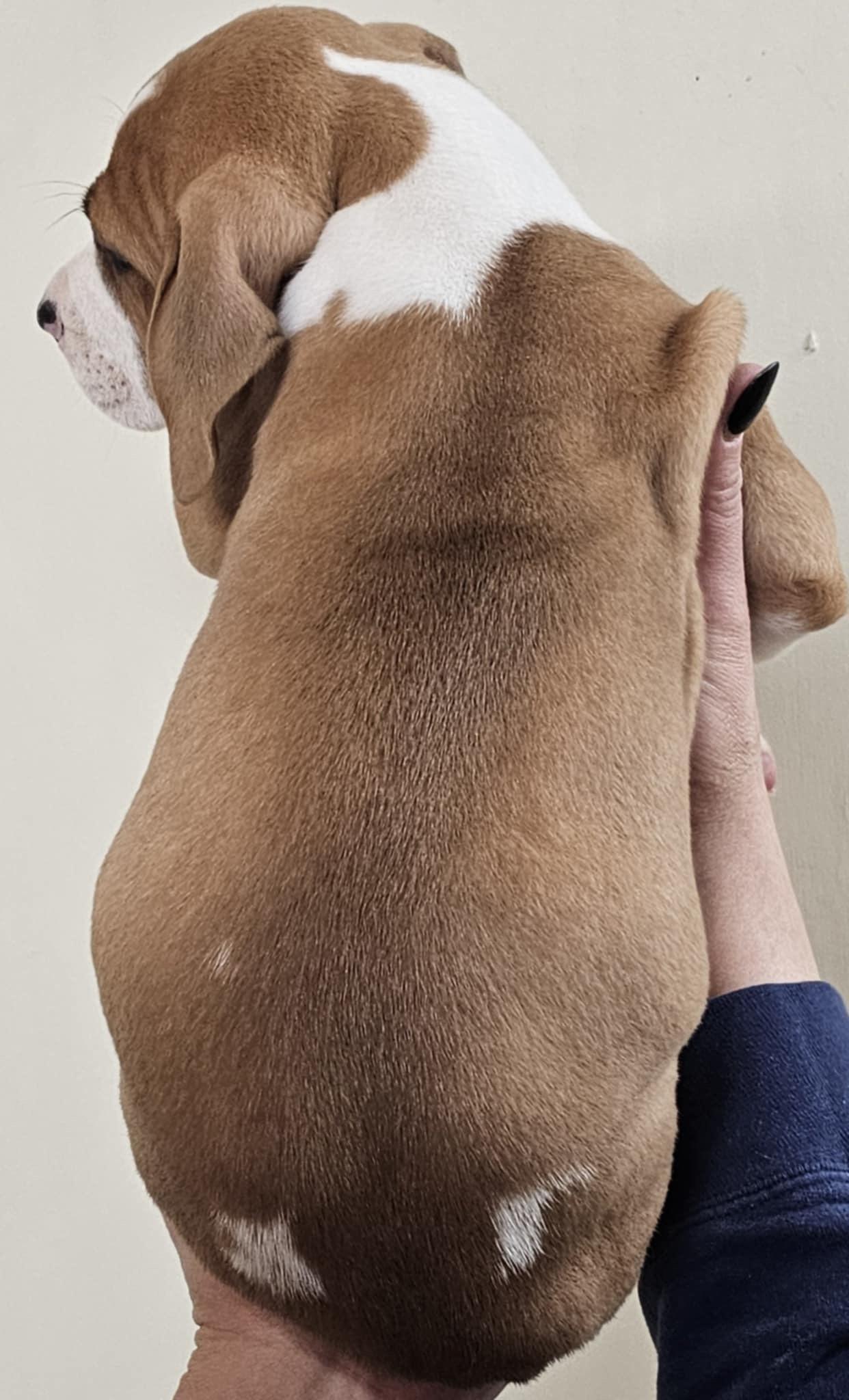 Legacy, a Adopted mixed breed in Hiawatha, KS image 3/6