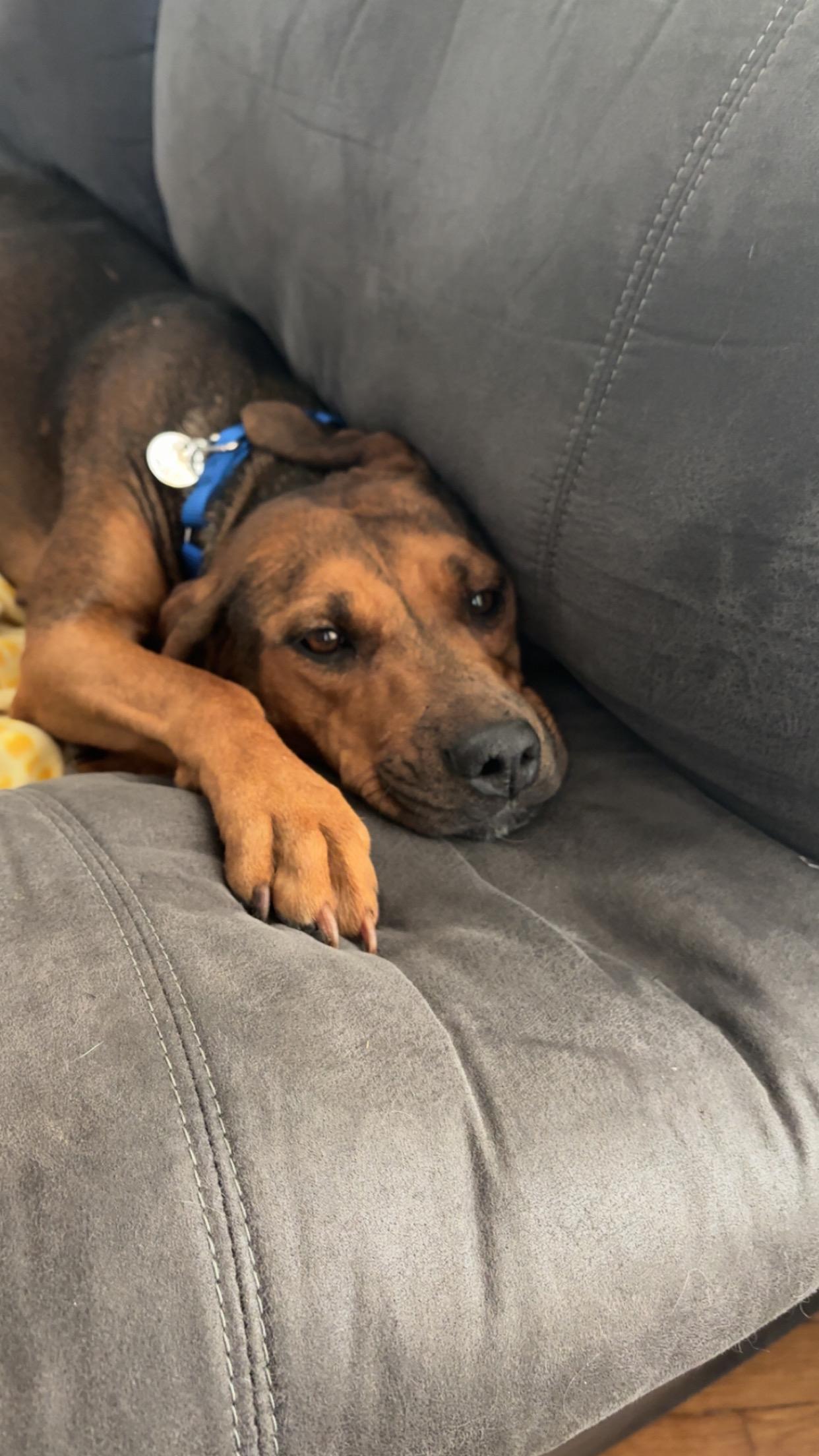 Legacy, a Adopted mixed breed in Hiawatha, KS image 6/6