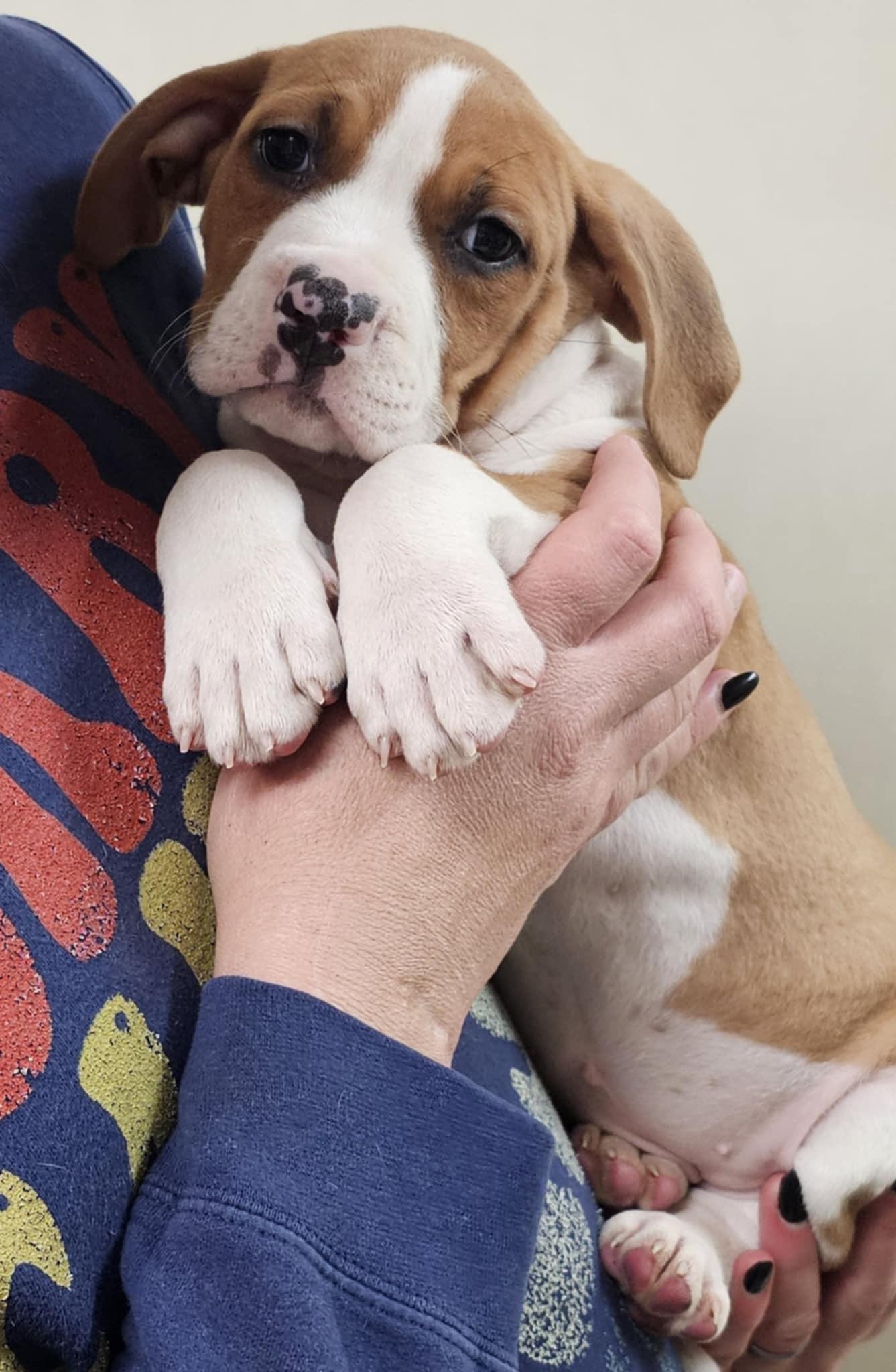 Legacy, a Adopted mixed breed in Hiawatha, KS image 4/6