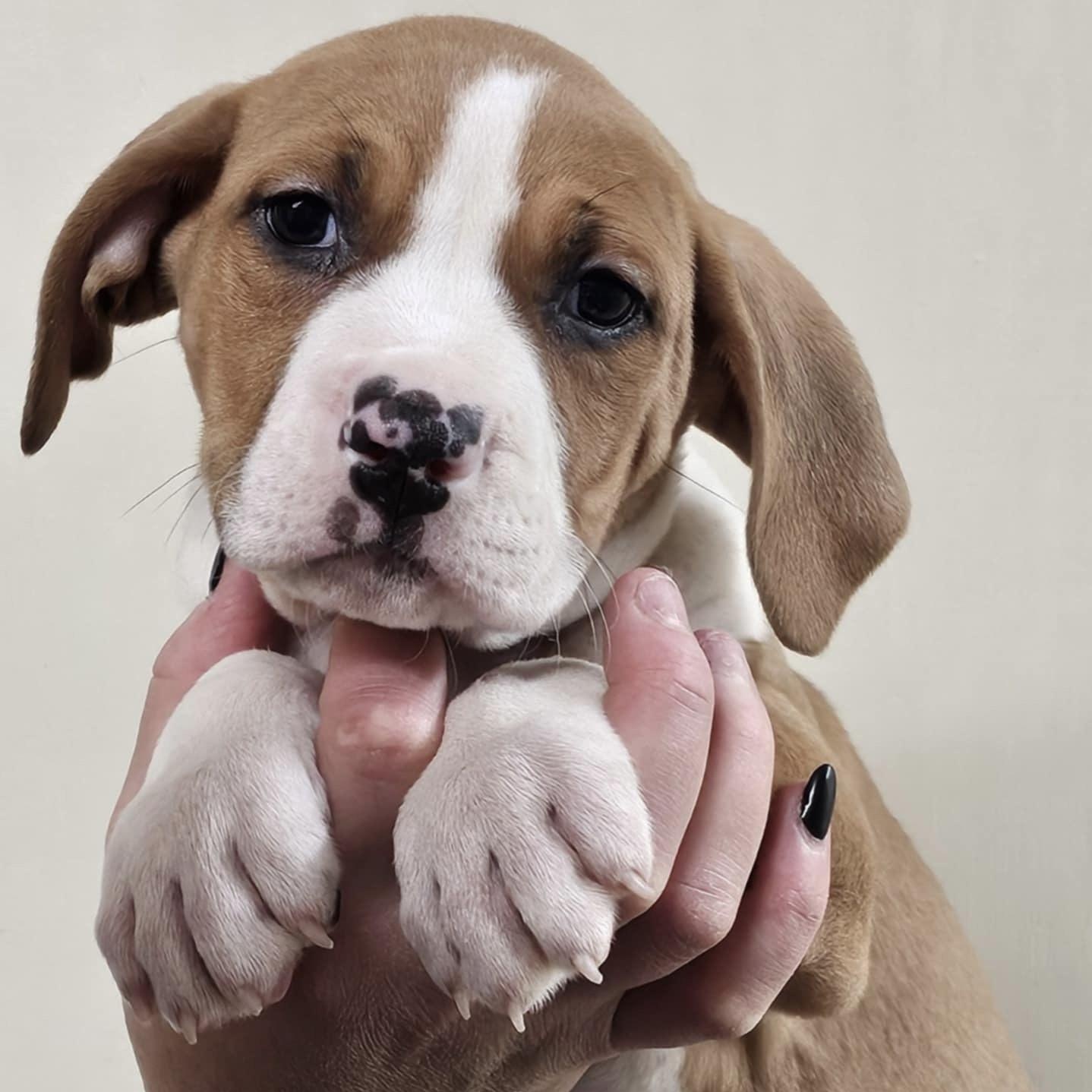 Legacy, Adopted, Puppy Female Black and Tan Coonhound.