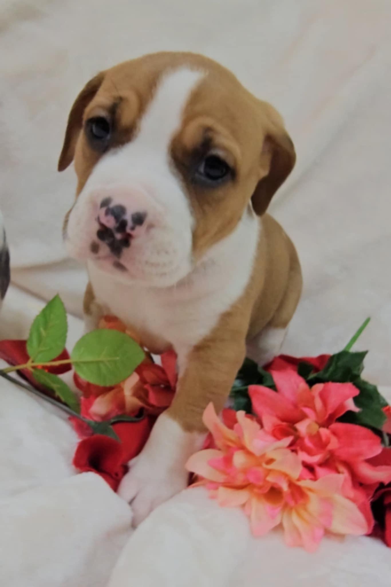 Legacy, a Adopted mixed breed in Hiawatha, KS image 2/6