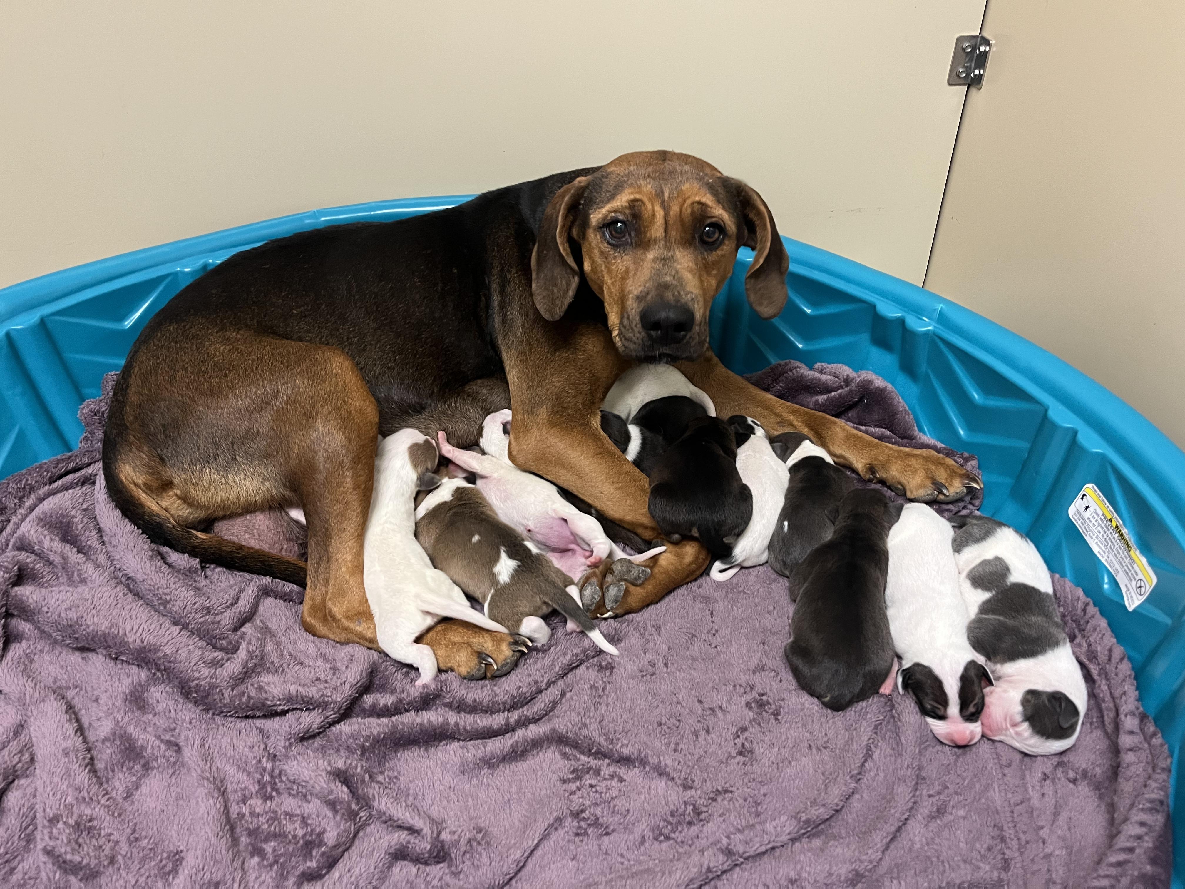 Legacy, a Adopted mixed breed in Hiawatha, KS image 5/6