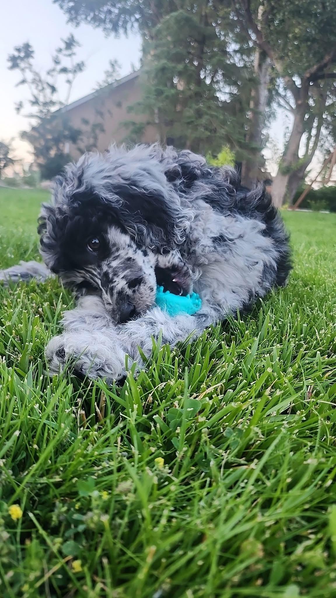 Maisie, an adoptable Standard Poodle in Lethbridge, AB, T1K 7V5 | Photo Image 1
