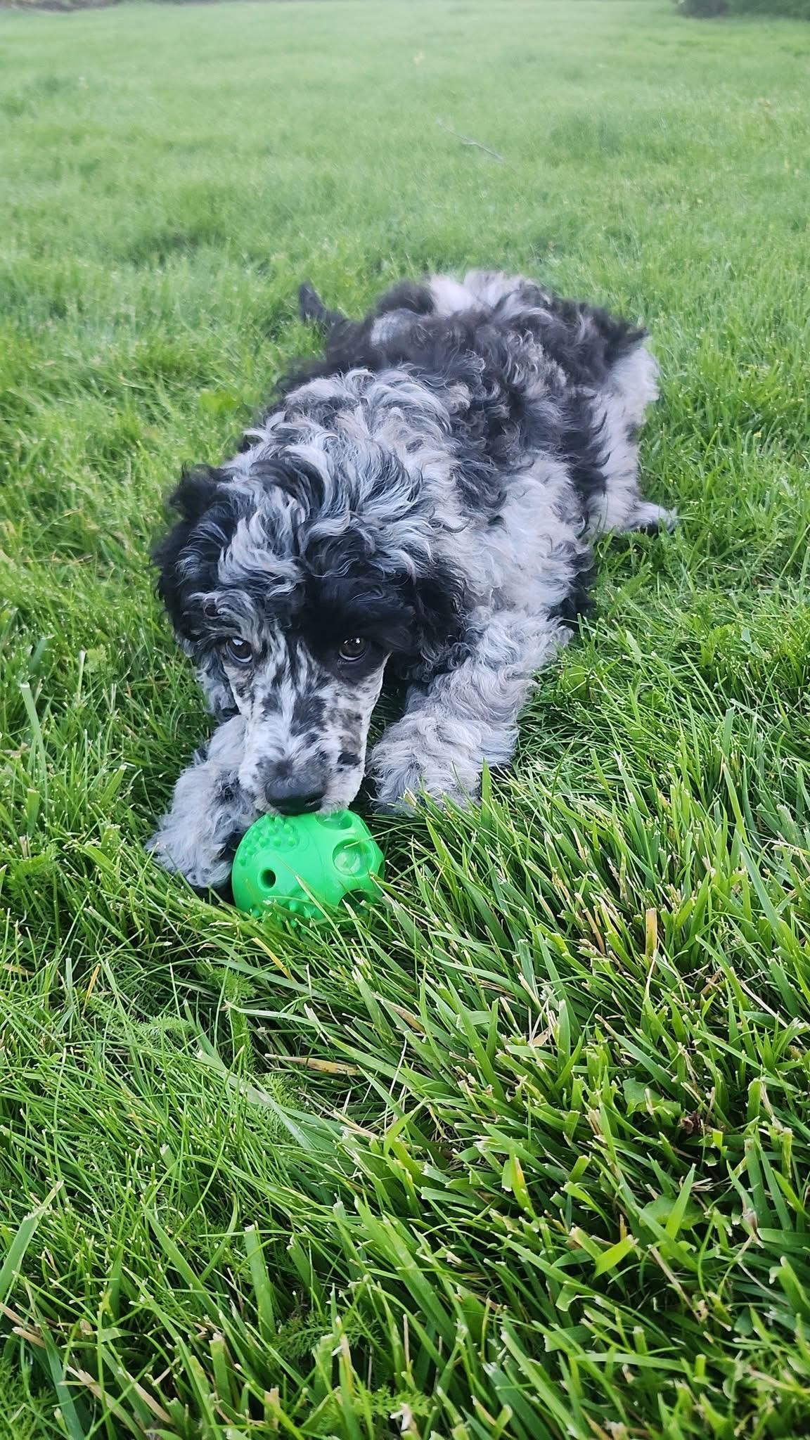 Enlarge Maisie, a Adopted Standard Poodle in Lethbridge, AB image 2/3